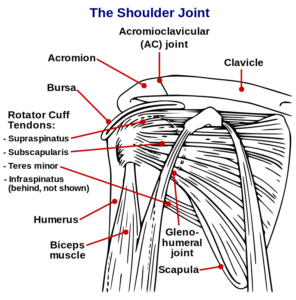 Shoulder Joint Bones and Muscles